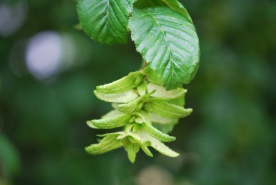 Carpinus betulus - habr obecný - detail zrání plodenství (2)